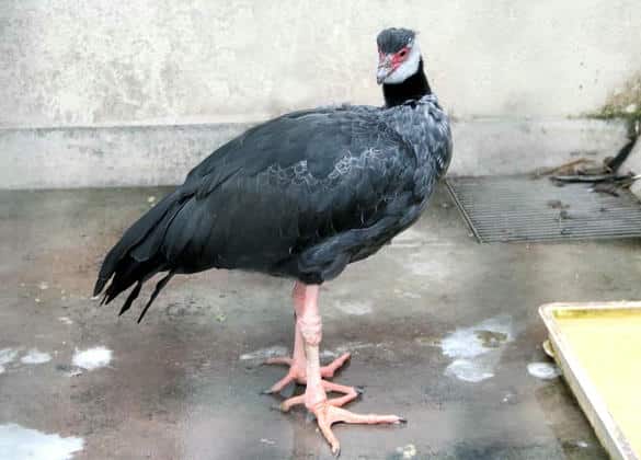 動物図鑑・クロエリサケビドリ